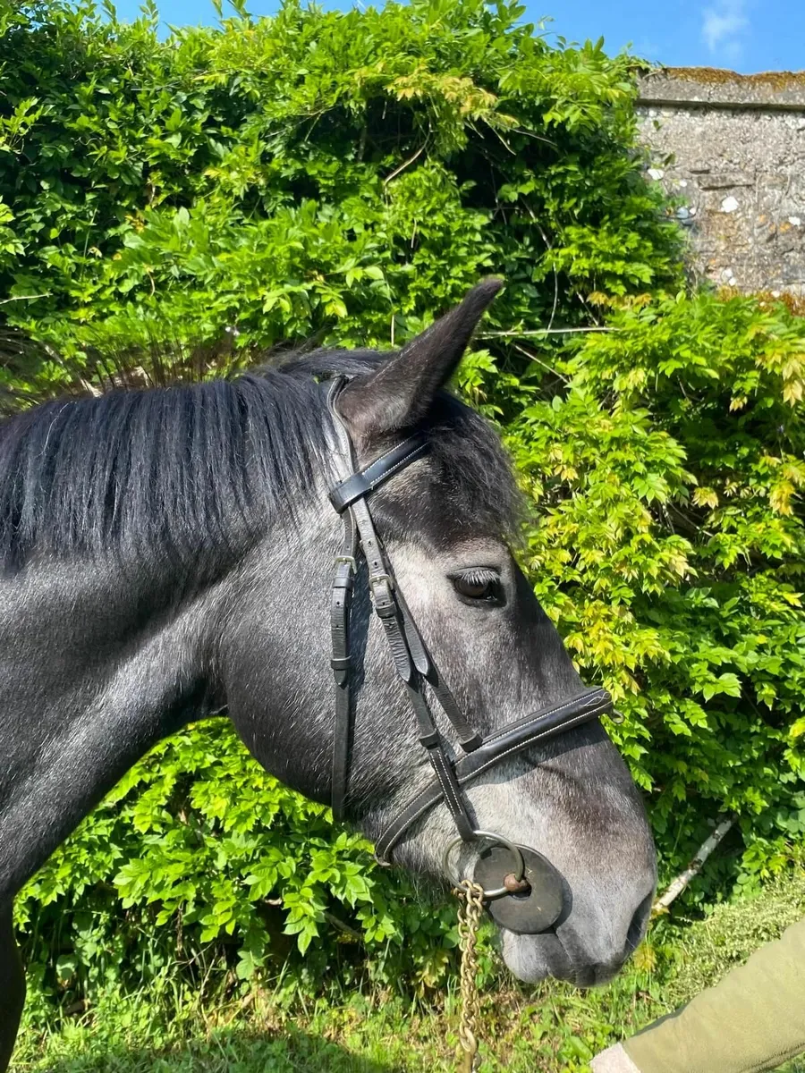 Flashy 4 yr old gelding for sale - Image 3