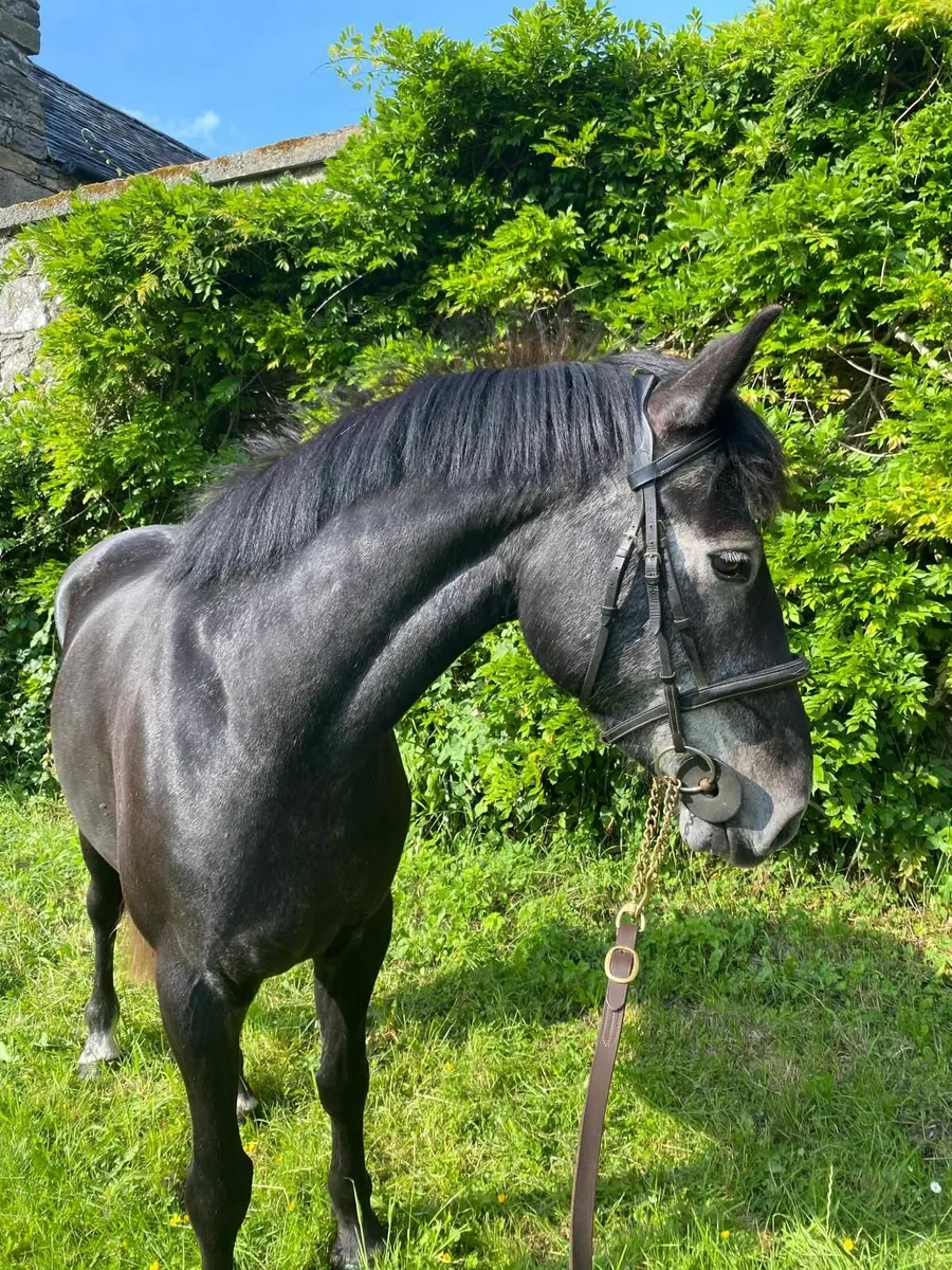 Flashy 4 yr old gelding for sale - Image 4