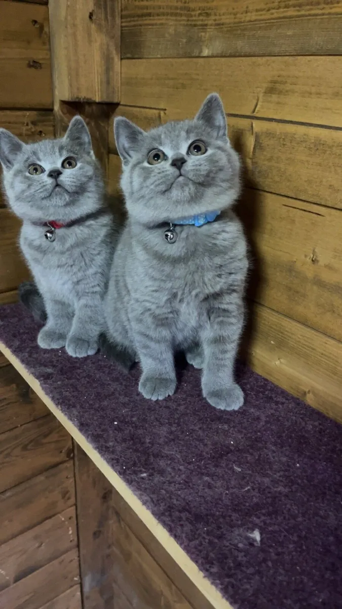 British shorthair kittens - Image 1