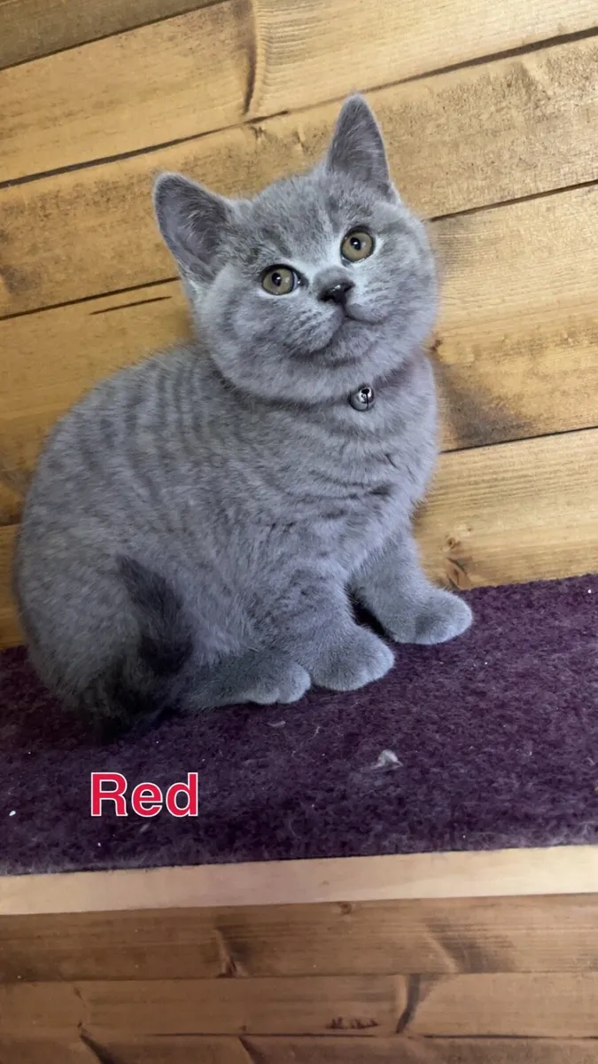 British shorthair kittens - Image 2