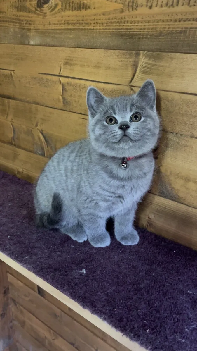 British shorthair kittens - Image 3