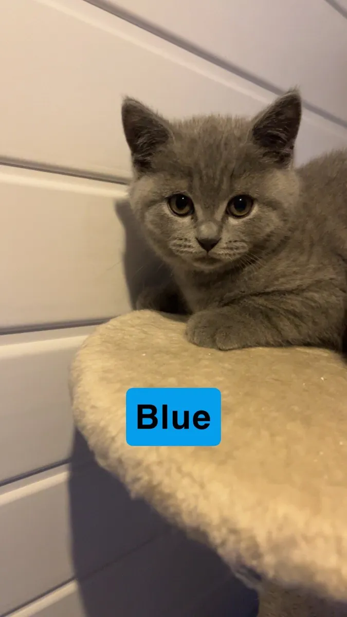 British shorthair kittens - Image 4