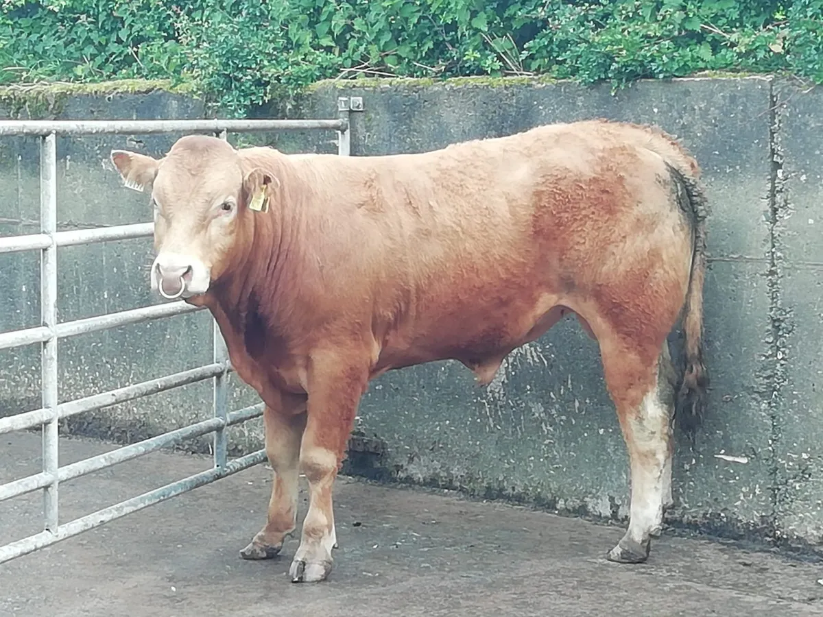 PBR Limousin Bull