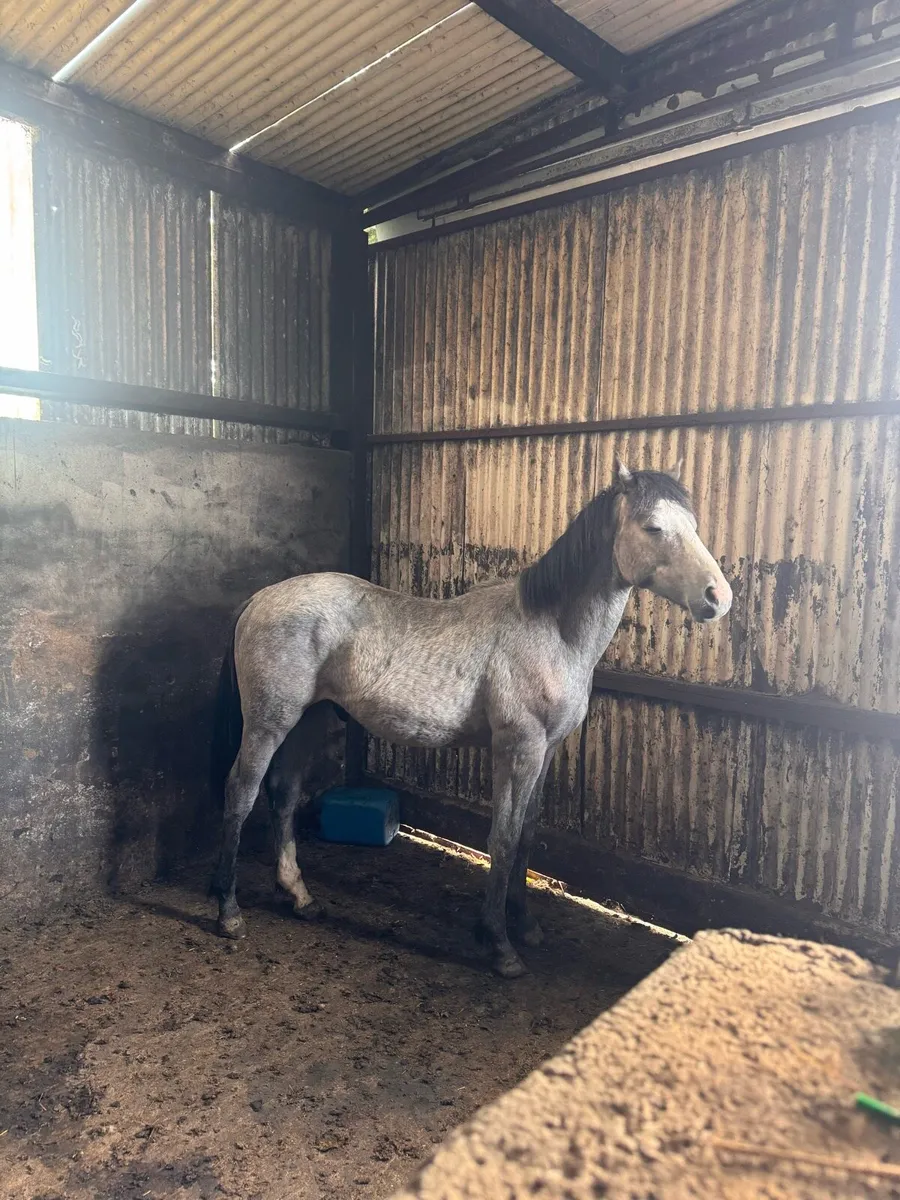 Horse - Image 1