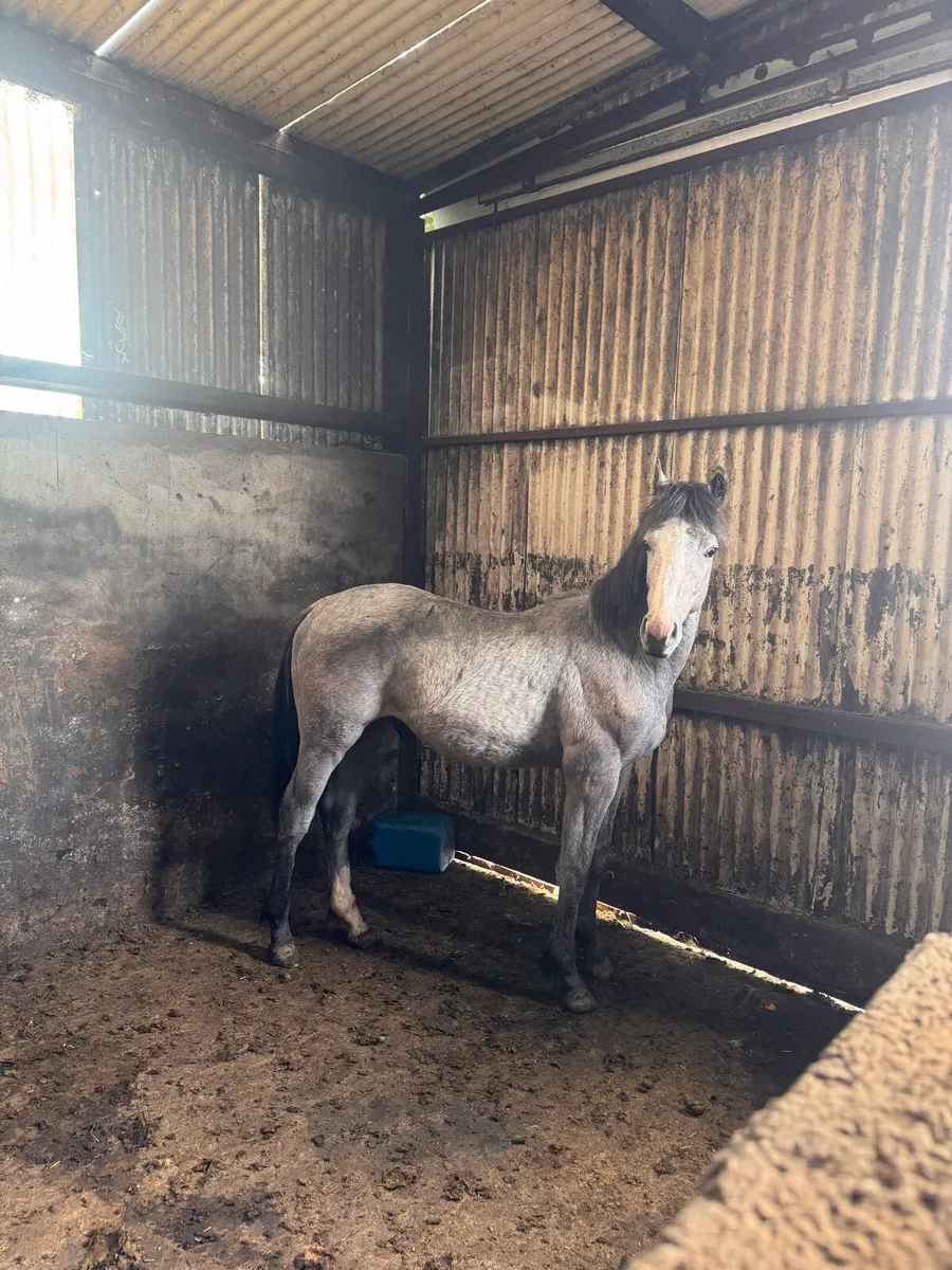 Horse - Image 2