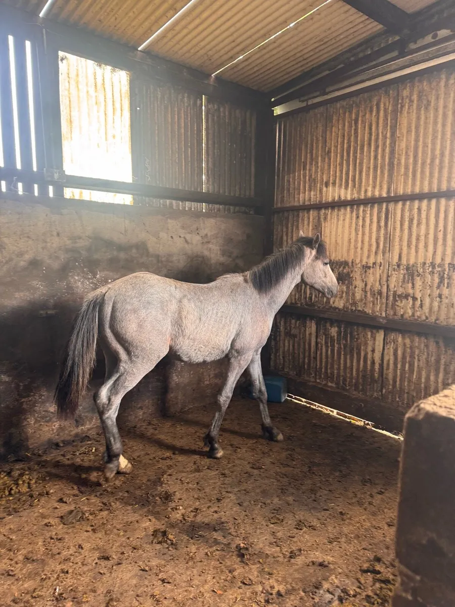 Horse - Image 3
