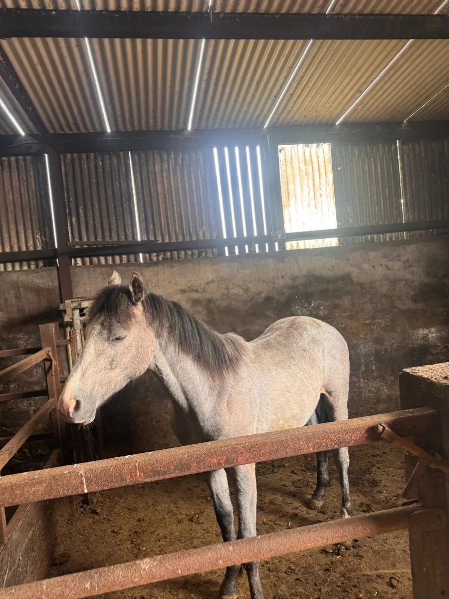 Horse - Image 4
