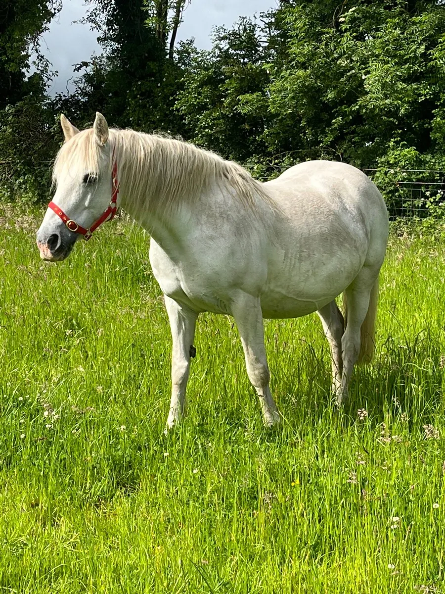 Connemara Mare in foal - Image 1