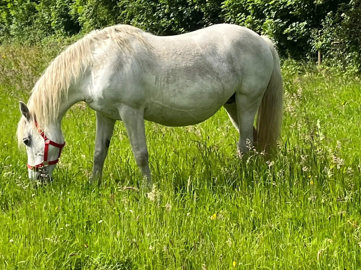 Connemara Mare in foal - Image 2
