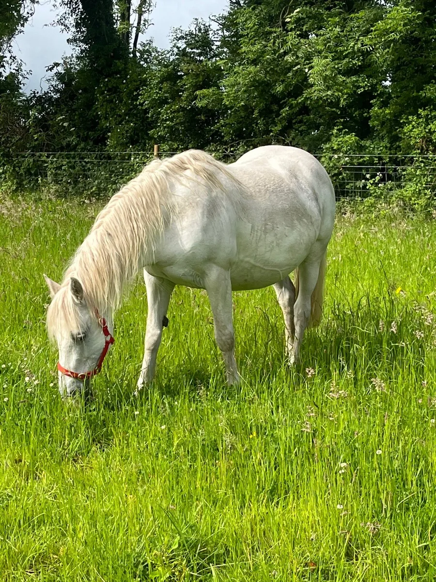 Connemara Mare in foal - Image 3