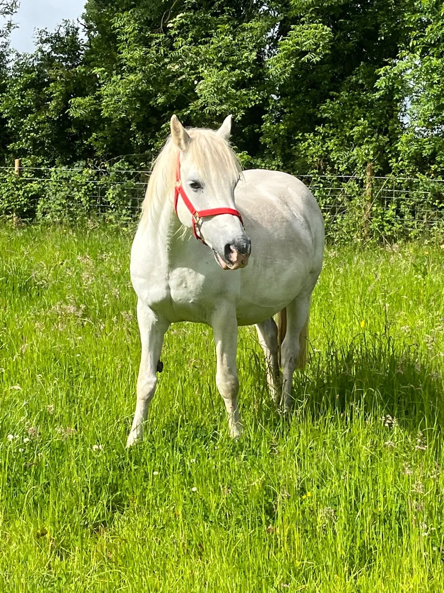 Connemara Mare in foal - Image 4