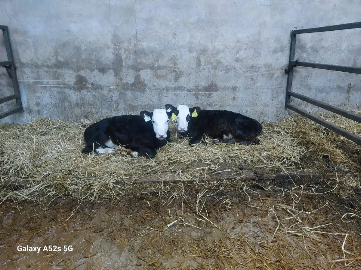 Calves - Image 1