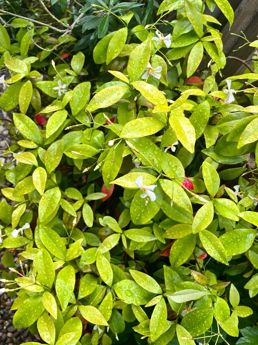 Plants in big pots for sale - Image 3