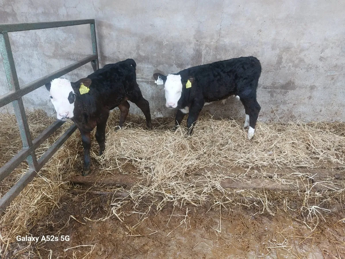 Calves - Image 2