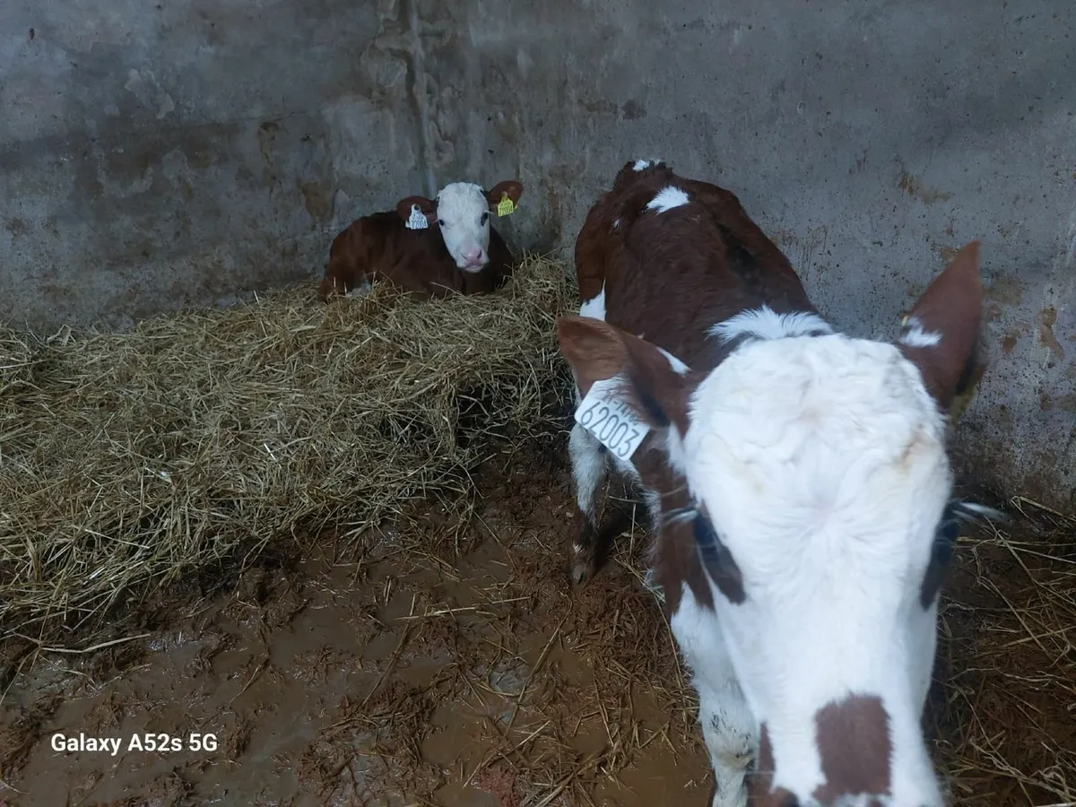 Calves - Image 3