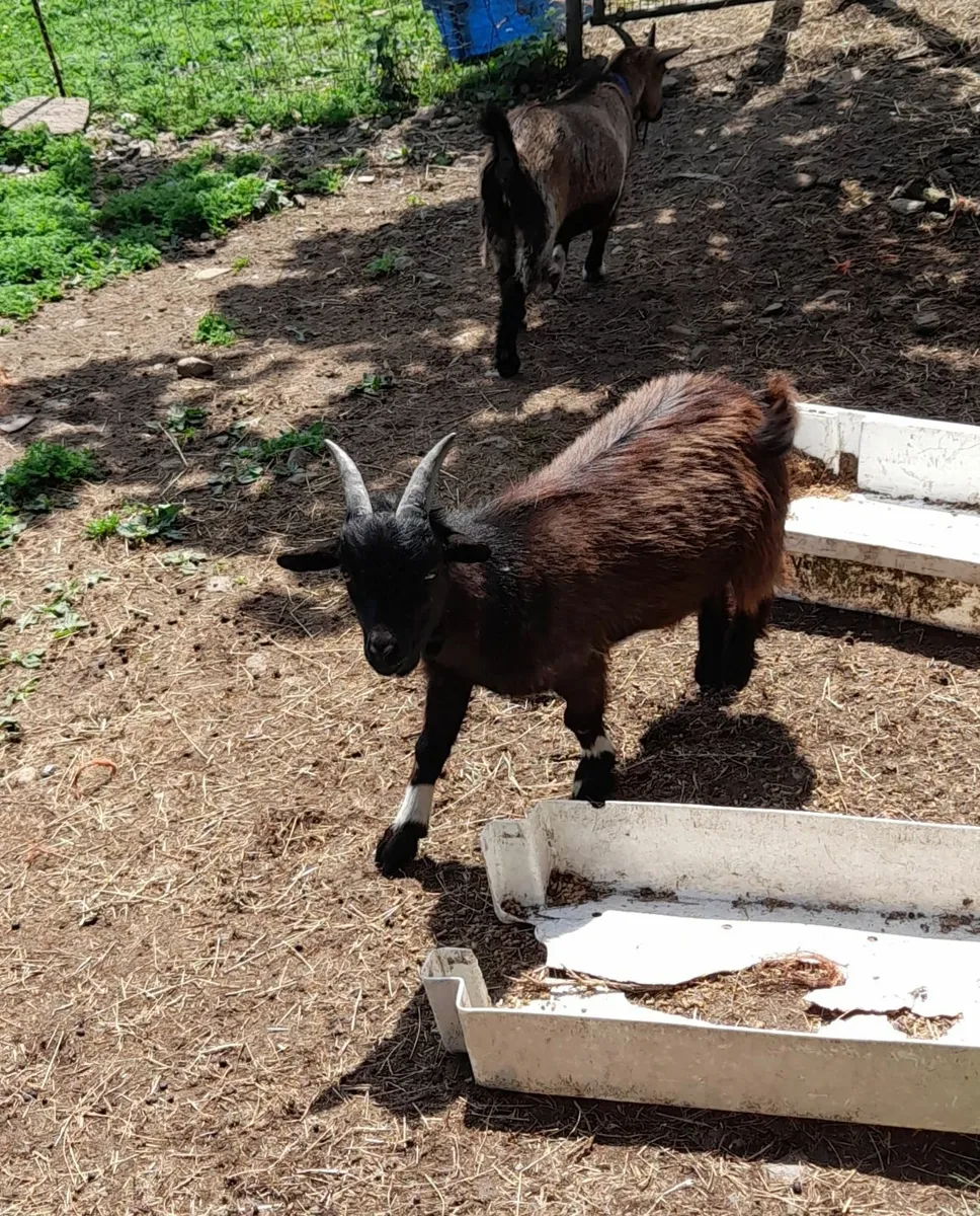 Pygmy goats - Image 1