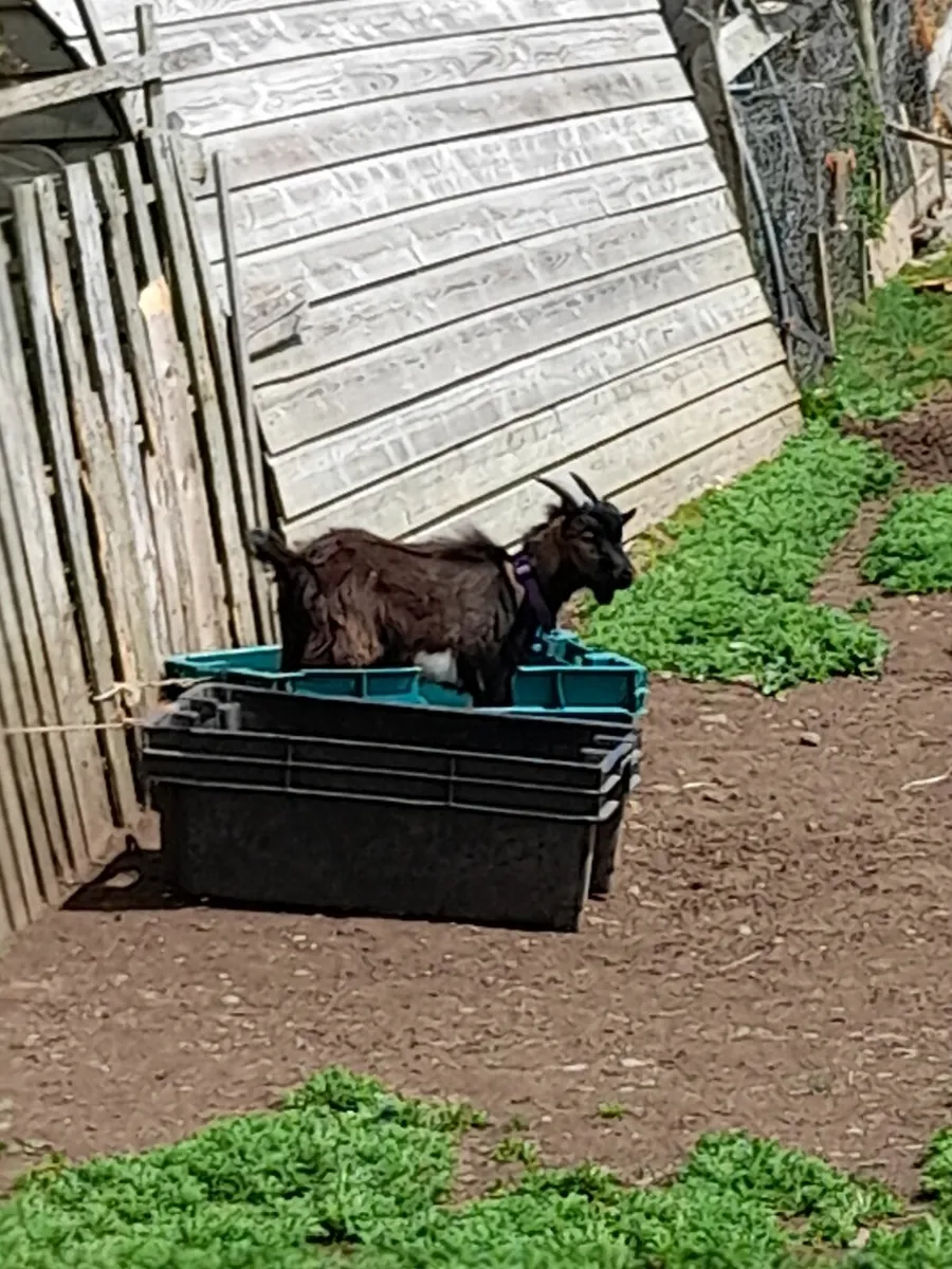 Pygmy goats - Image 2