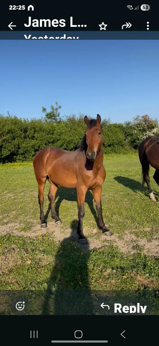 Beautiful Bay 3 year old Talented Gelding - Image 2