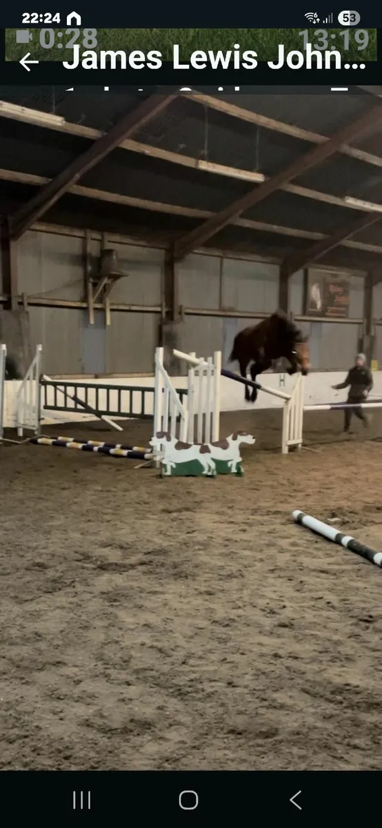 Beautiful Bay 3 year old Talented Gelding - Image 1