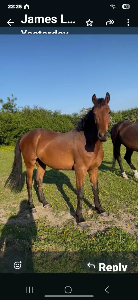 Beautiful Bay 3 year old Talented Gelding - Image 3