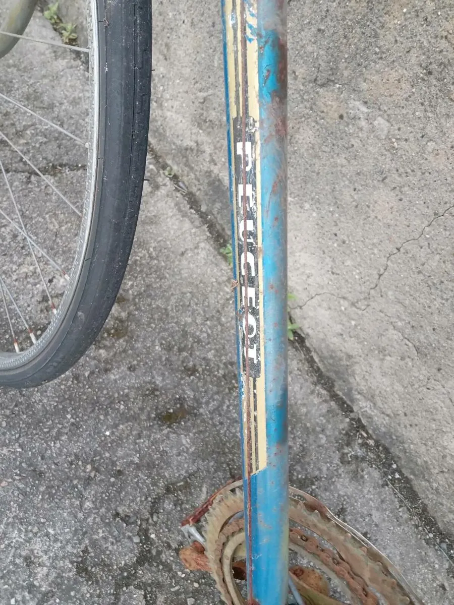 Adults bike - Image 2