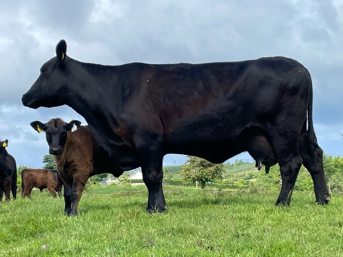 Angus Bull - Image 3