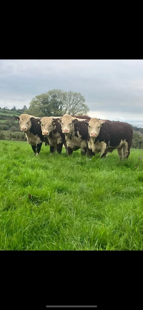Pedigree Hereford Bulls - Image 1