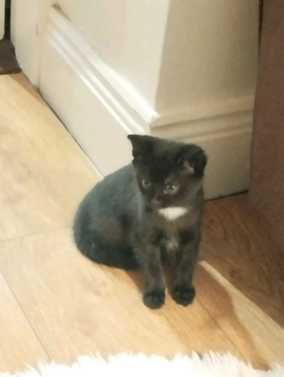 Kittens - Image 2
