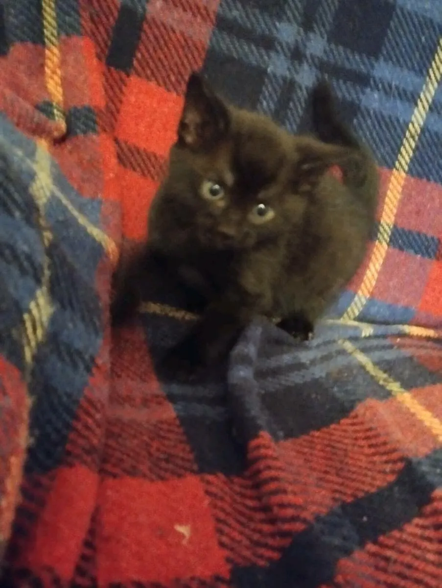 Kittens - Image 3