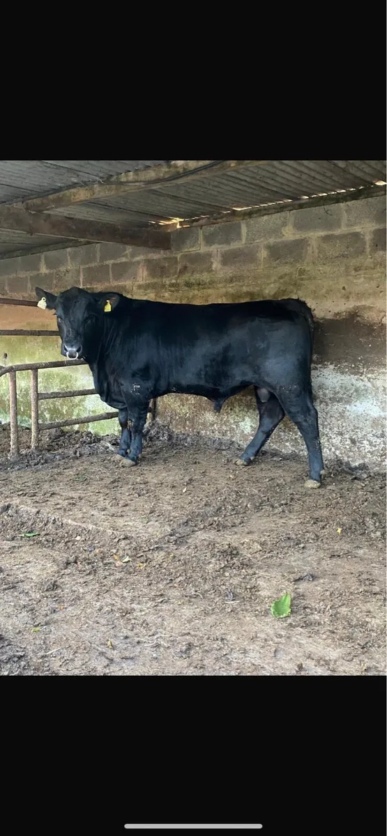 Angus bulls - Image 1