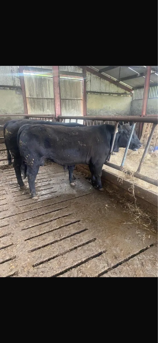 Angus bulls - Image 2