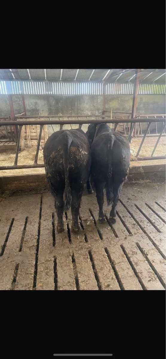 Angus bulls - Image 3