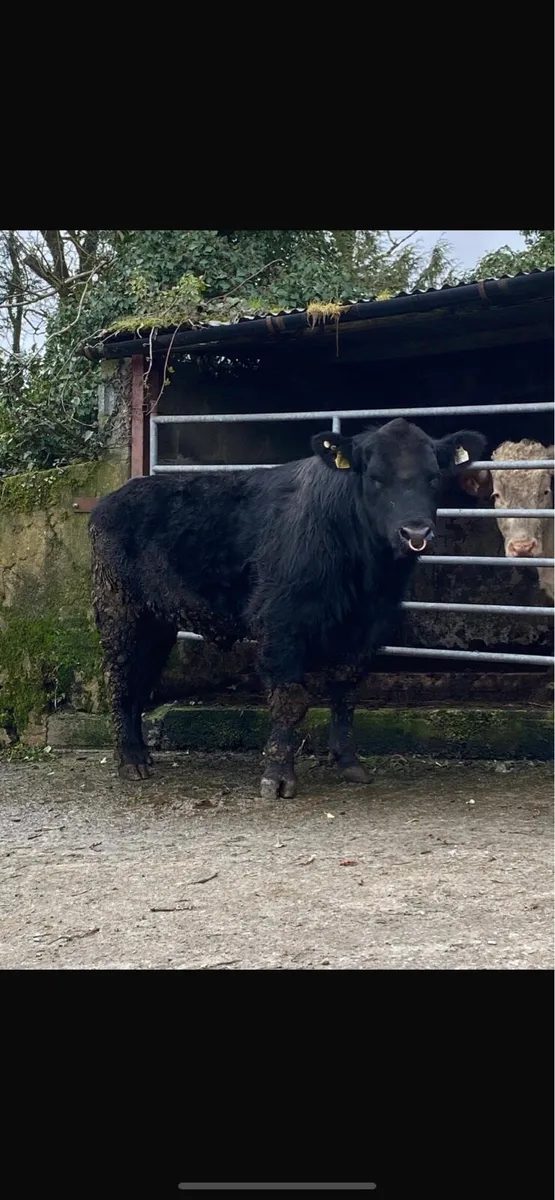 Angus bulls - Image 4