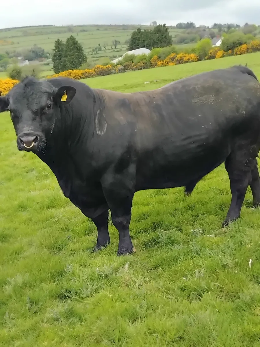 Angus bull - Image 3