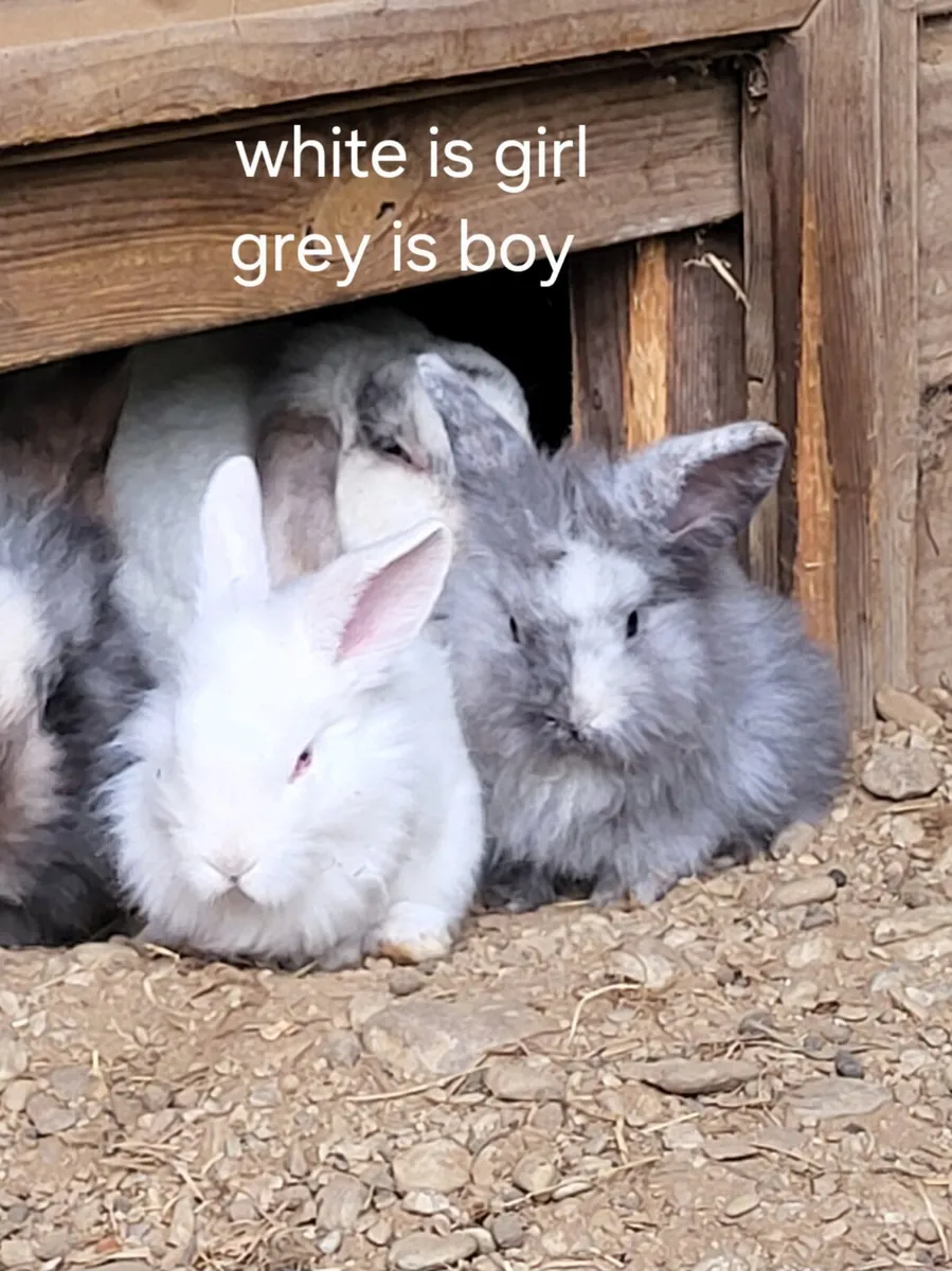 Baby rabbits - Image 1