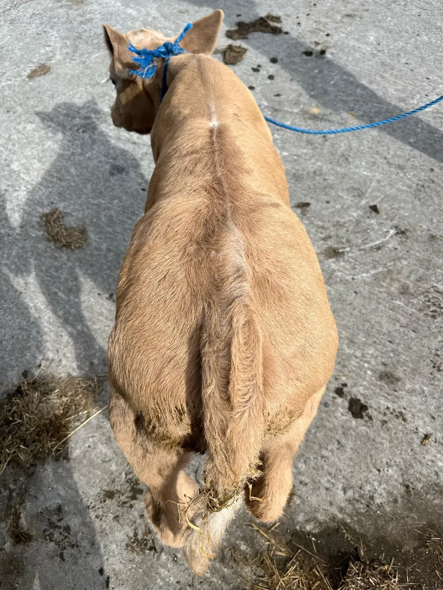 Charolais bull calf - Image 1