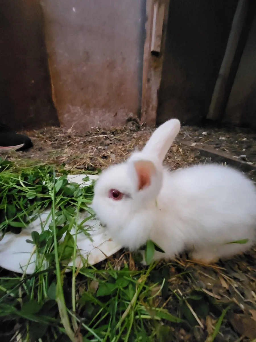 Baby rabbits - Image 2