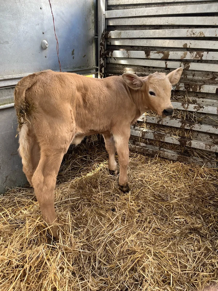 Charolais bull calf - Image 2