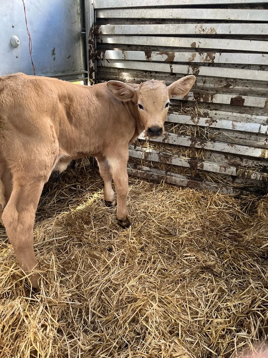Charolais bull calf - Image 3