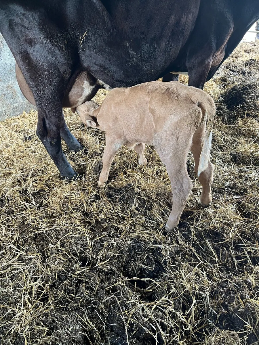 Charolais bull calf - Image 4