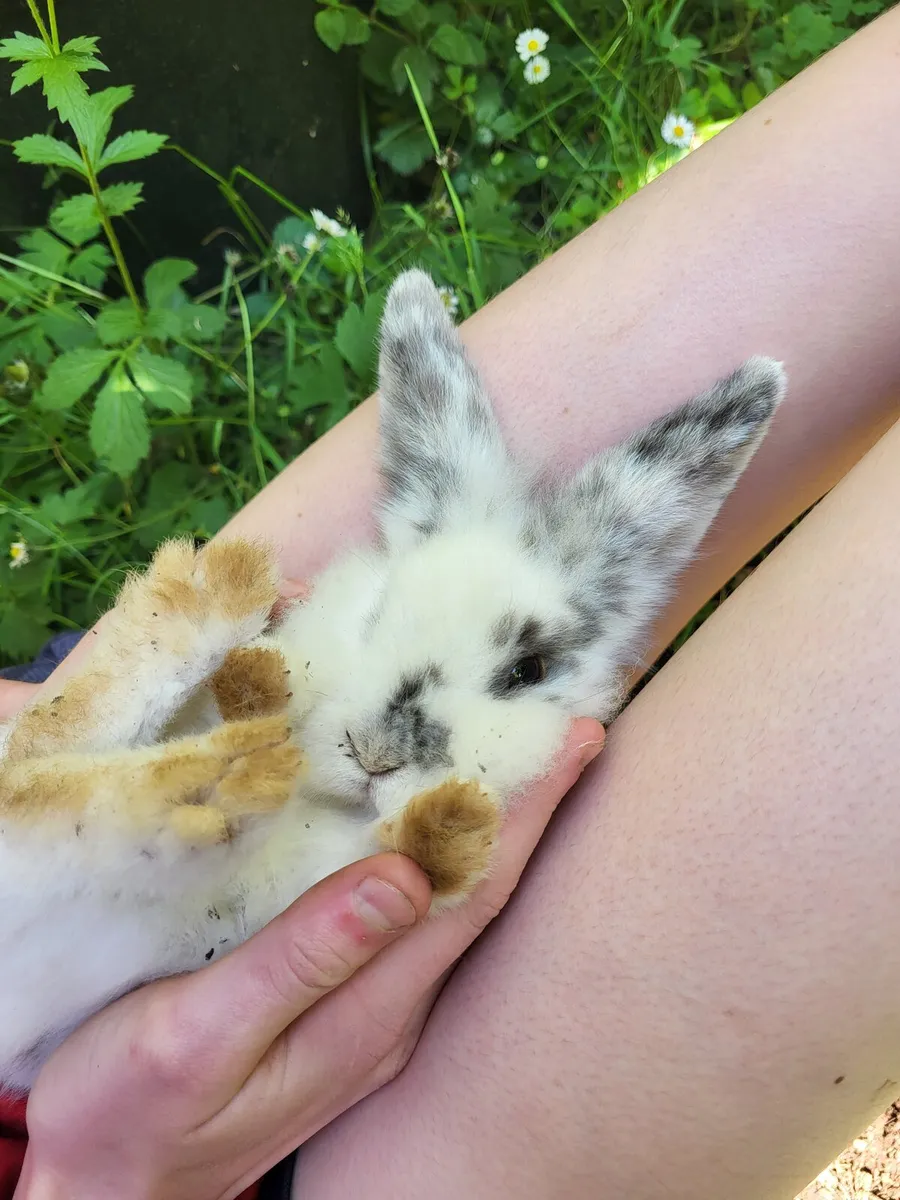 Baby rabbits - Image 3