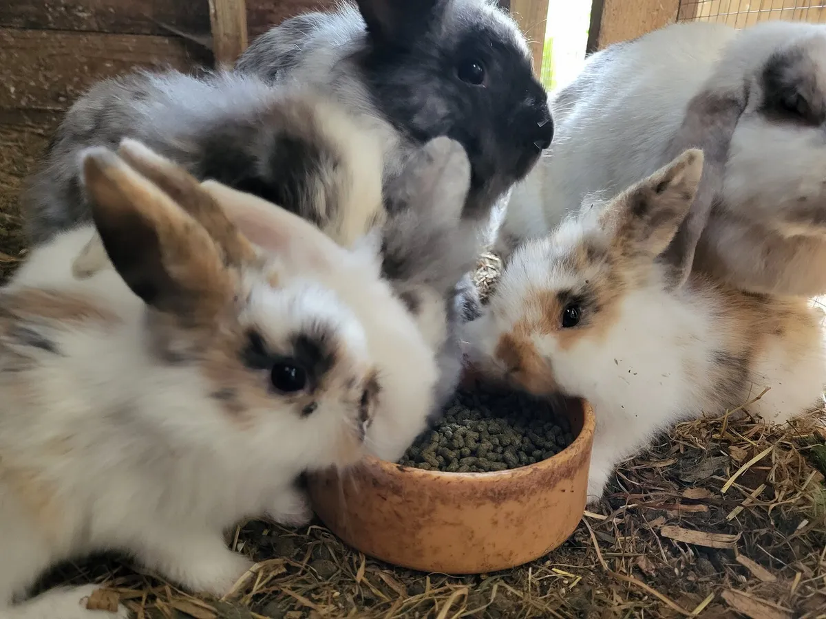Baby rabbits - Image 4