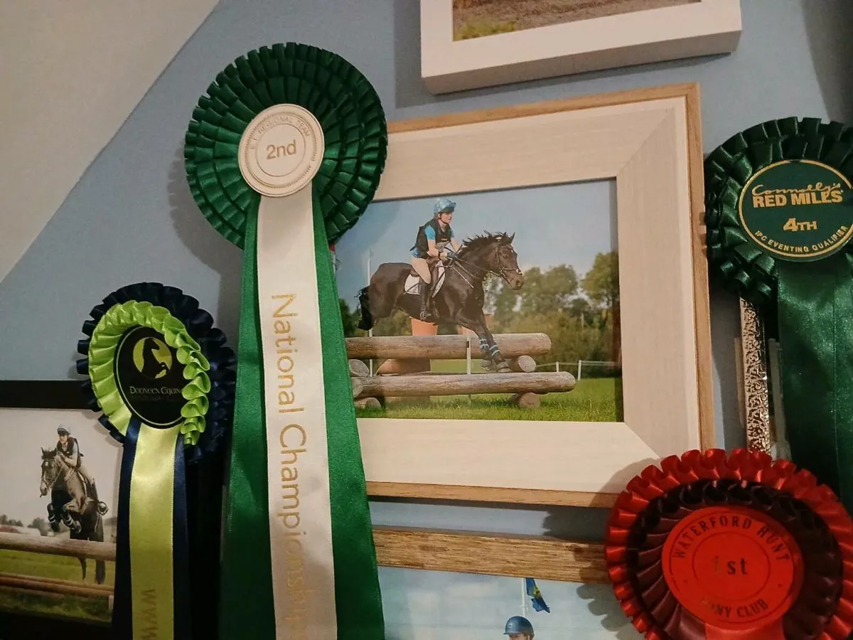 Eventing pony ponyclub schoolmaster - Image 4