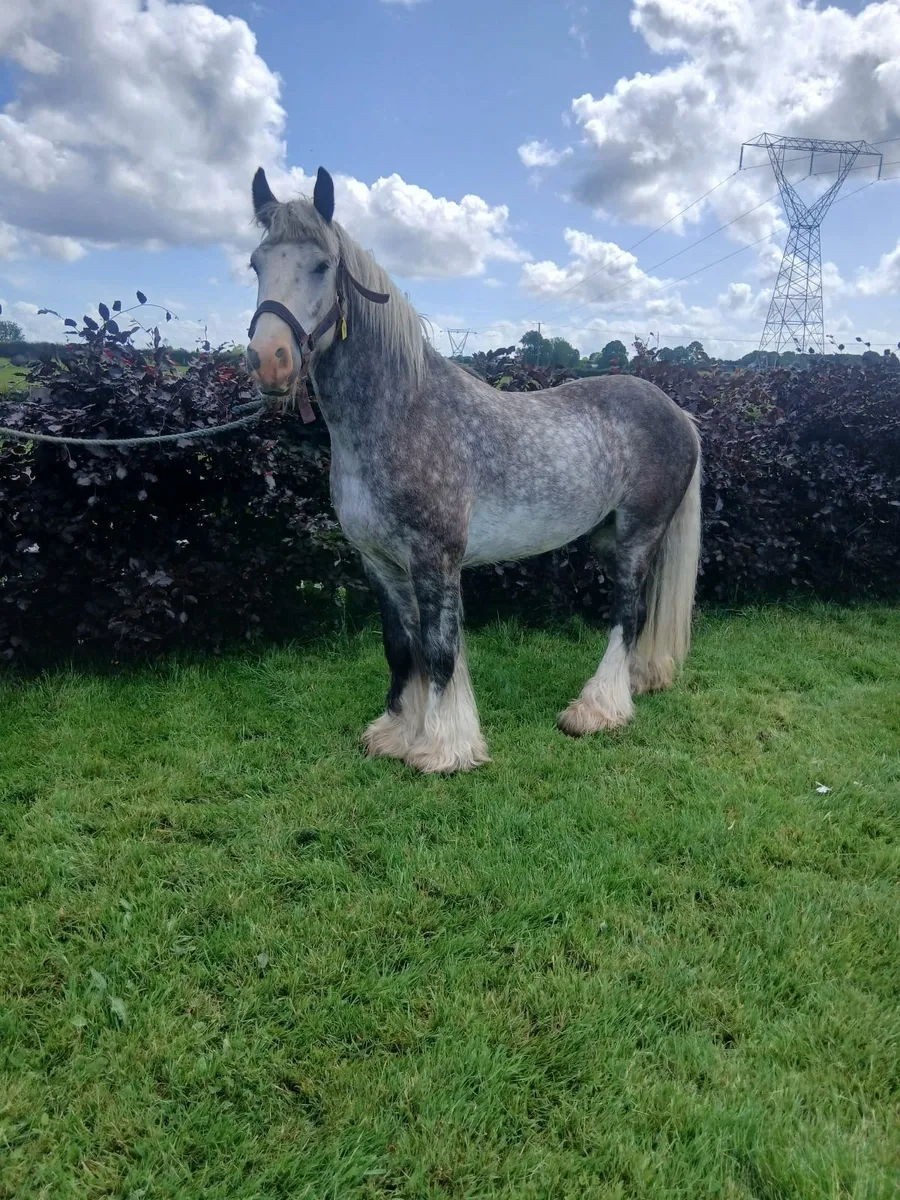 Horse - Image 1