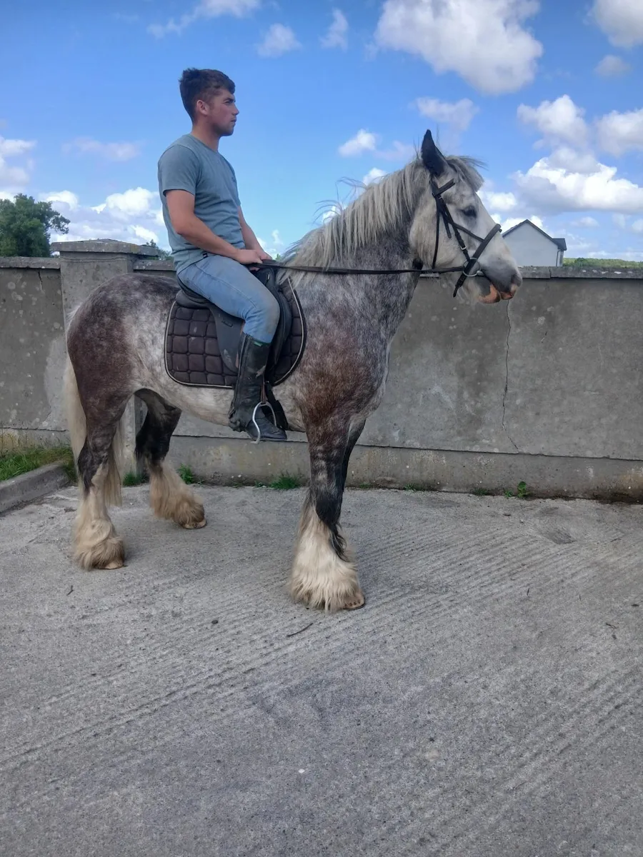Horse - Image 2