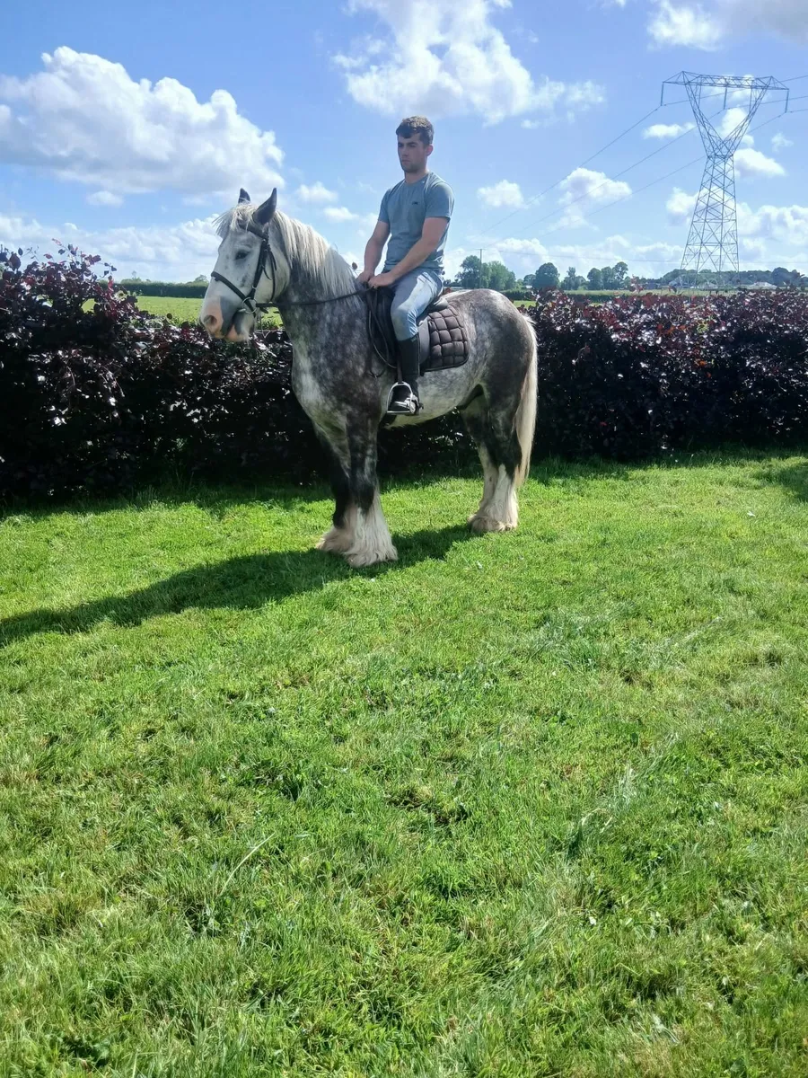 Horse - Image 3