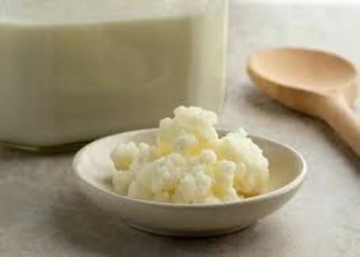 Milk Kefir Grains - Image 1