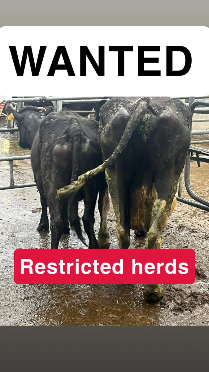 CATTLE WANTED FOR FEEDLOT