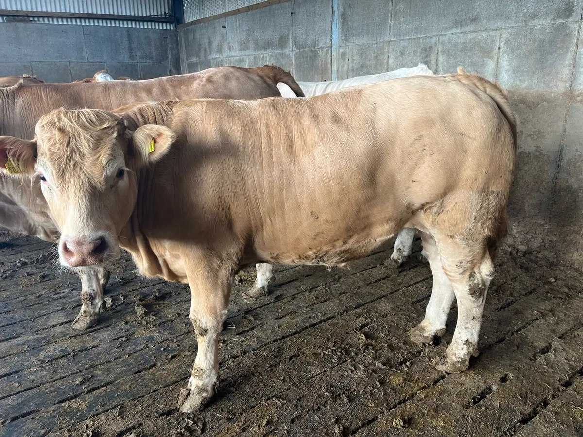 750kg CHX bullocks Ballina Mart 3 June - Image 1