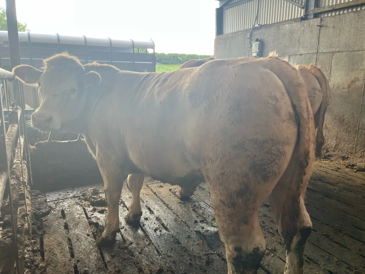 750kg CHX bullocks Ballina Mart 3 June - Image 2